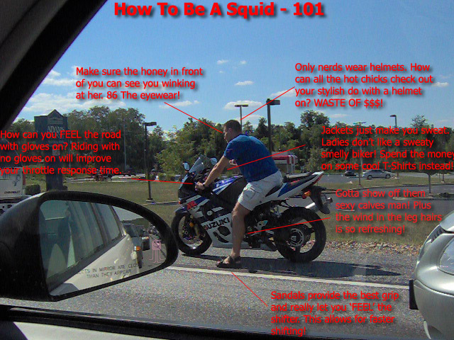 File:Squid 101.jpg