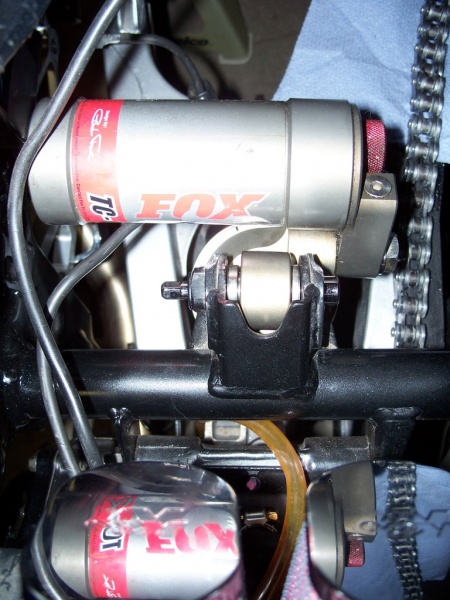 File:Fox-07.jpg